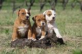 AMSTAFF  PUPPIES 120